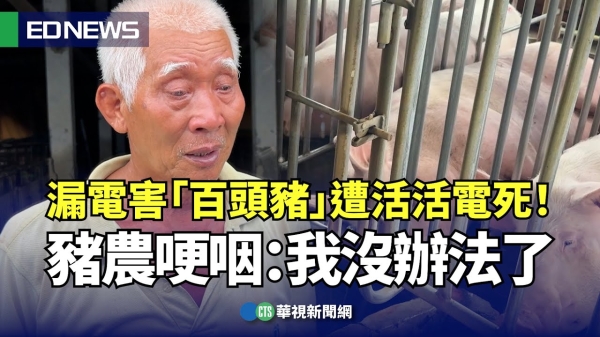 【華視新聞震撼報導】漏電奪命百頭豬！你還敢忽視電力異常嗎？